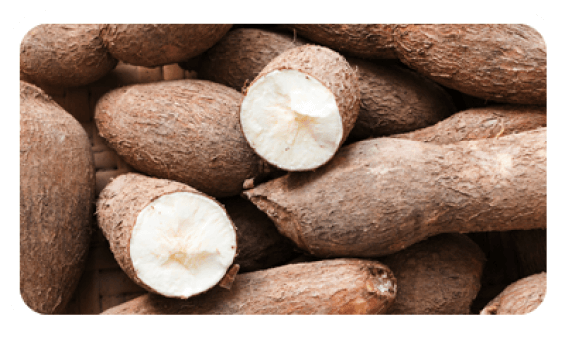 cassava